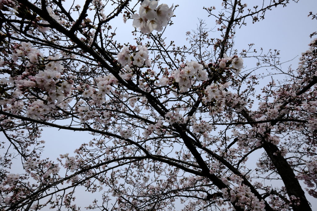 近くの公園に桜を見に行ってみたが、まだ５分咲きのサムネイル